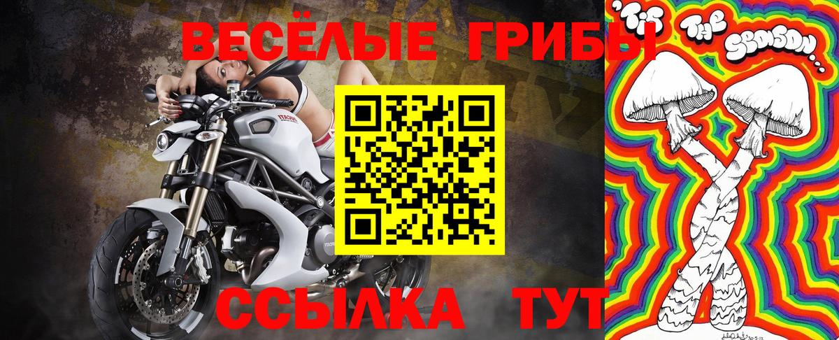 Псилоцибиновые грибы Cubensis Полевской